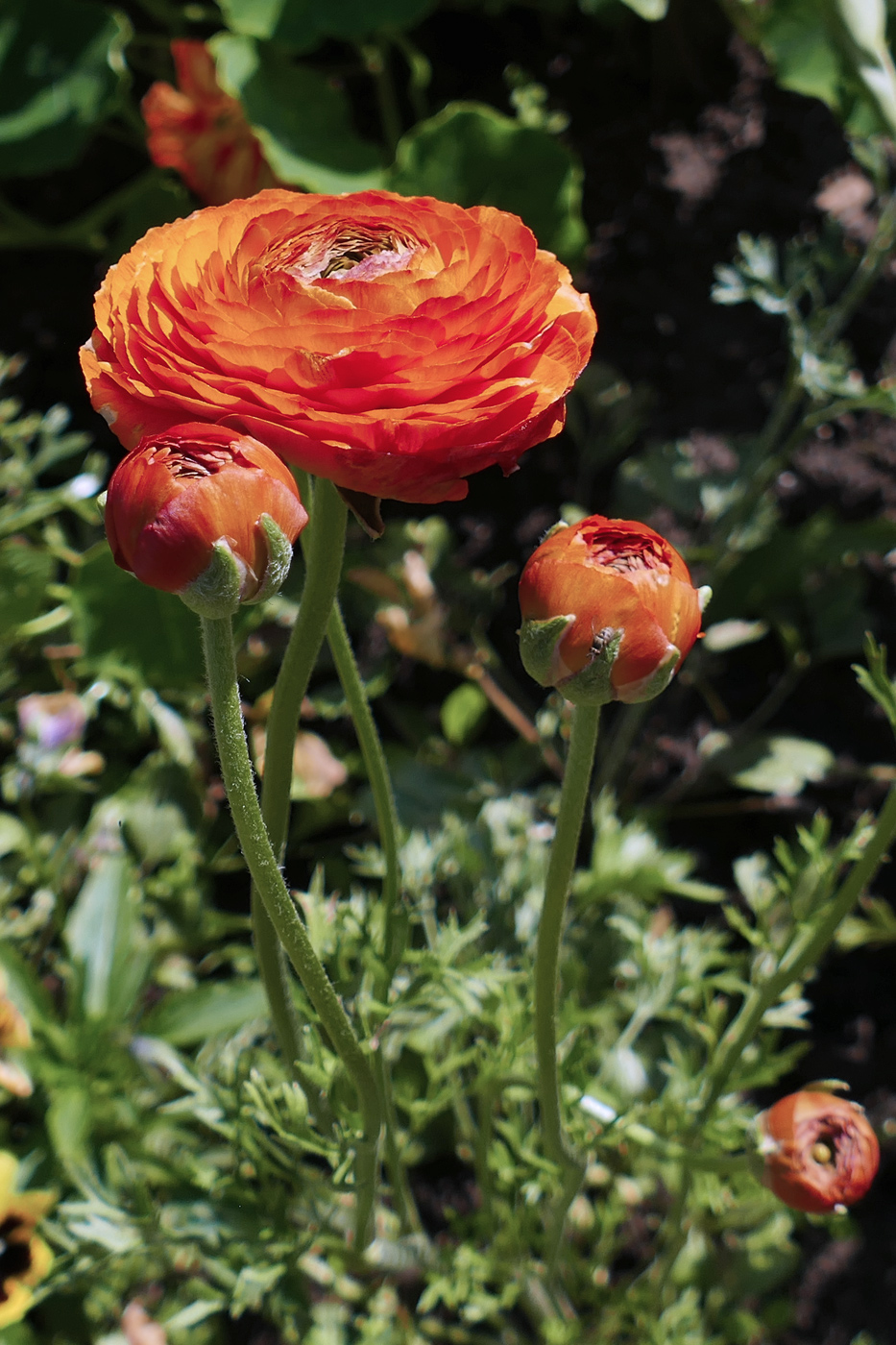 Изображение особи Ranunculus asiaticus.