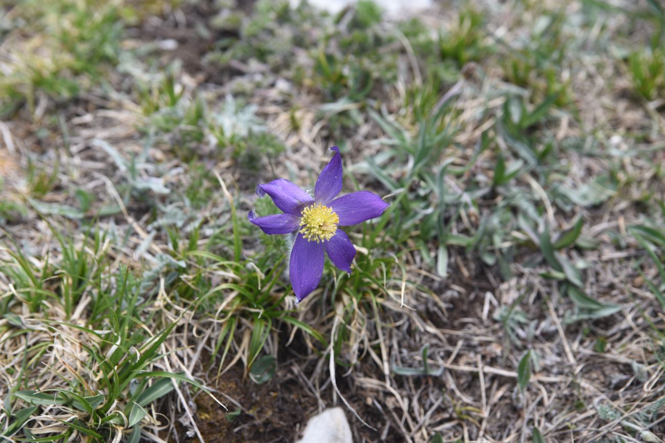 Изображение особи Pulsatilla violacea.
