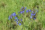 genus Anchusa. Цветущее растение. Турция, ил Карс, окр. Ани, овраг Хачидзор, заболоченный луг. 28 мая 2025 г.