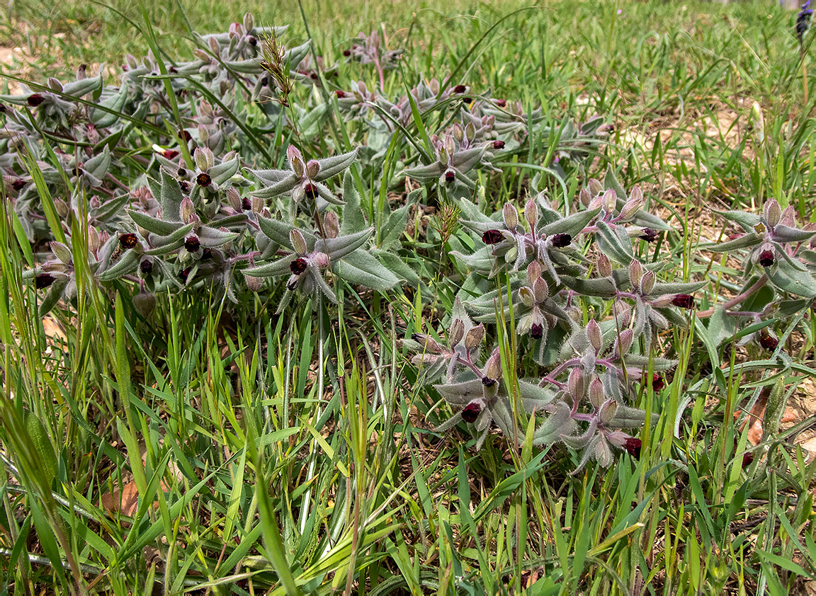 Изображение особи Nonea taurica.