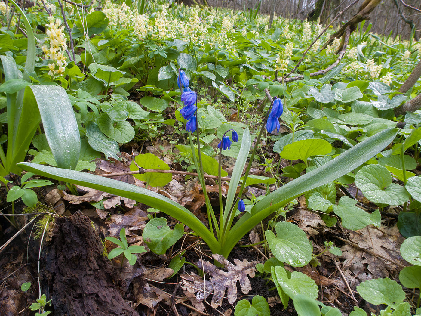 Изображение особи Scilla siberica.