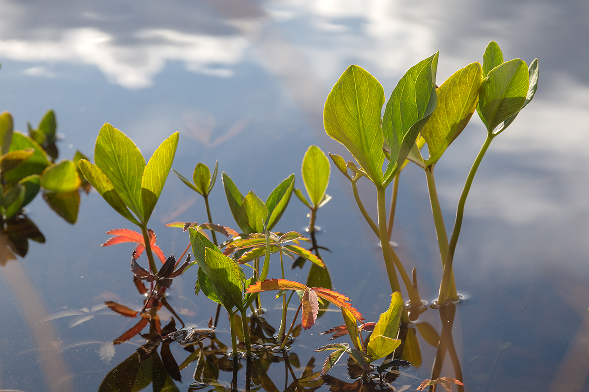 Изображение особи Menyanthes trifoliata.
