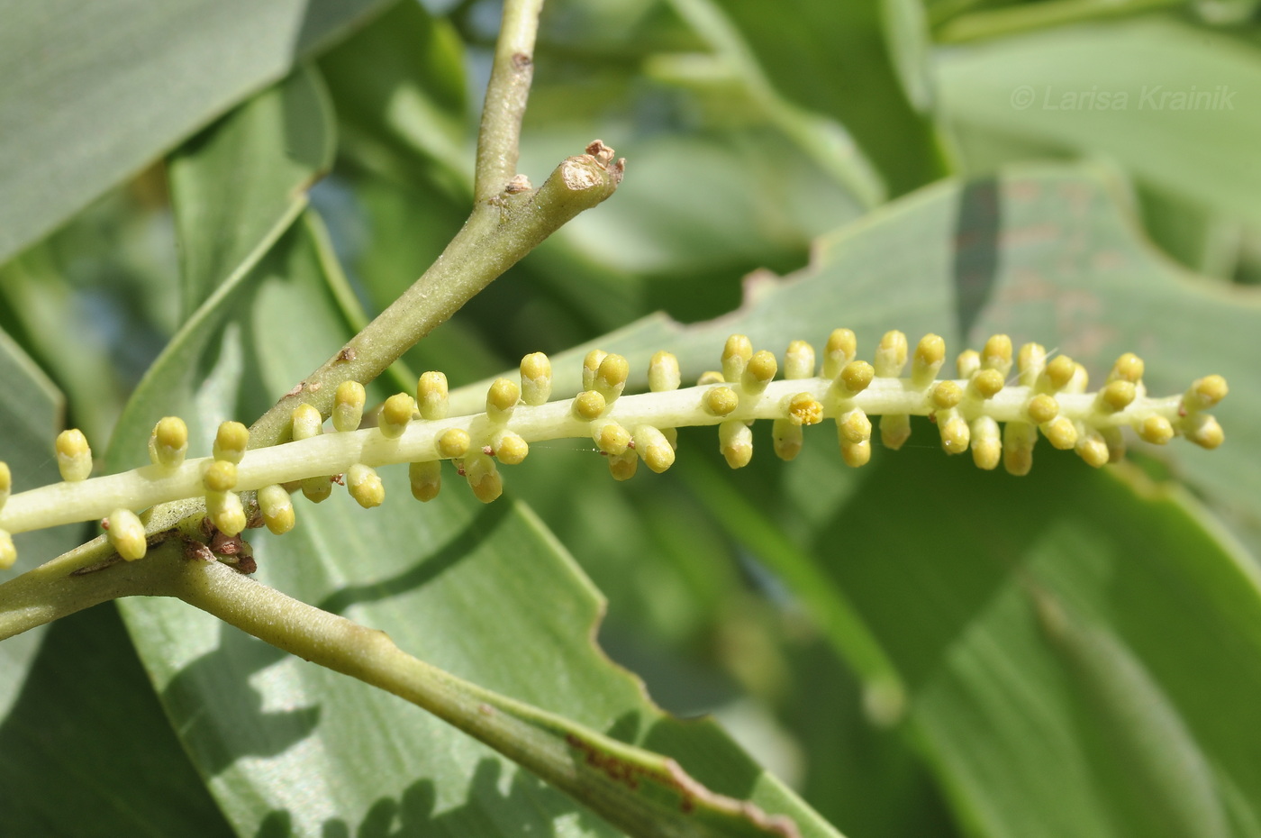 Image of Acacia auriculiformis specimen.