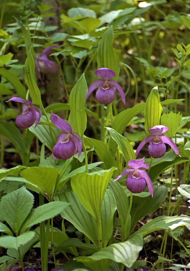 Image of Cypripedium macranthos specimen.