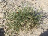 Zygophyllum eichwaldii