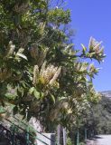 Lauro-cerasus officinalis. Часть кроны цветущего растения. Испания, Каталония, пров. Барселона, комарка Осона, муниципалитет Виланова-де-Сау, водохранилище Сау, озеленение парковочной площадки. 14.04.2026.