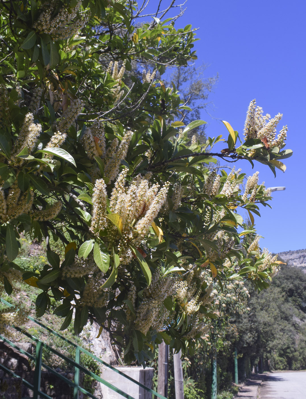 Image of Lauro-cerasus officinalis specimen.