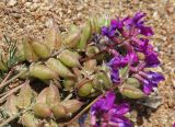 Oxytropis hailarensis. Соцветия и соплодия. Приморский край, Ханкайский р-н, окр. с. Троицкое, берег оз. Ханка, на песках. 25.05.2026.