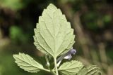 Scutellaria dentata. Лист (вид на абаксиальную поверхность). Приморский край, Уссурийский гор. округ, с. Монакино, широколиственное редколесье. 13.06.2026.