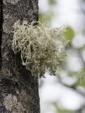 genus Ramalina
