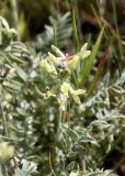 Oxytropis macrocarpa. Соцветие. Кыргызстан, Чуйская обл., Жайылский р-н, Сусамырская дол., ок. 3 км к СВ от с. Суусамыр, ок. 2300 м н.у.м., каменистый луговой склон, разнотравное сообщество. 06.07.2026.