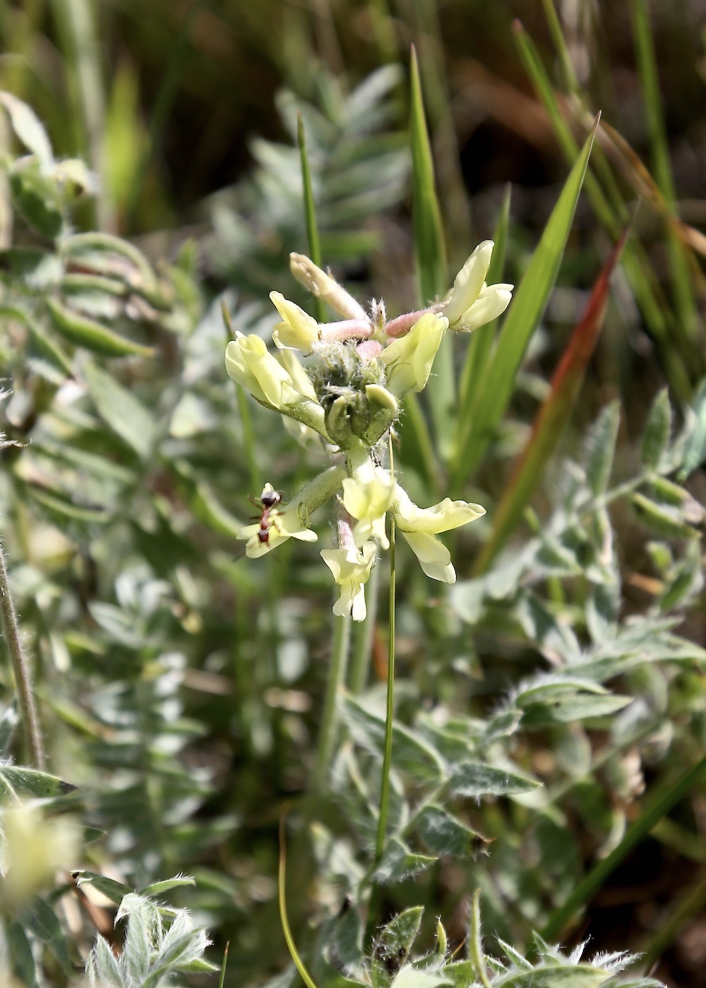 Image of Oxytropis macrocarpa specimen.