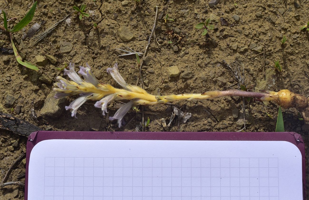 Image of Phelipanche purpurea specimen.