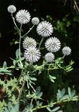 Echinops sphaerocephalus