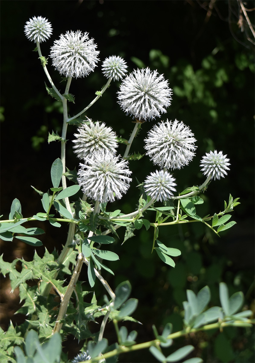 Image of Echinops sphaerocephalus specimen.