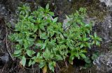 familia Rubiaceae. Расцветающее растение. Португалия, о-в Мадейра, верховья р. Рибейра-Гранде, ≈ 1000 м н.у.м., лаврово-вересковый лес, на скале. 10.06.2026.