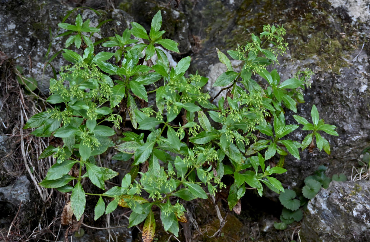 Image of familia Rubiaceae specimen.
