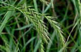 род Elymus. Соцветия. Китай, пров. Шэньси, национальный парк \"Хуашань\", ≈ 2000 м н.у.м., на скале. 02.06.2025.