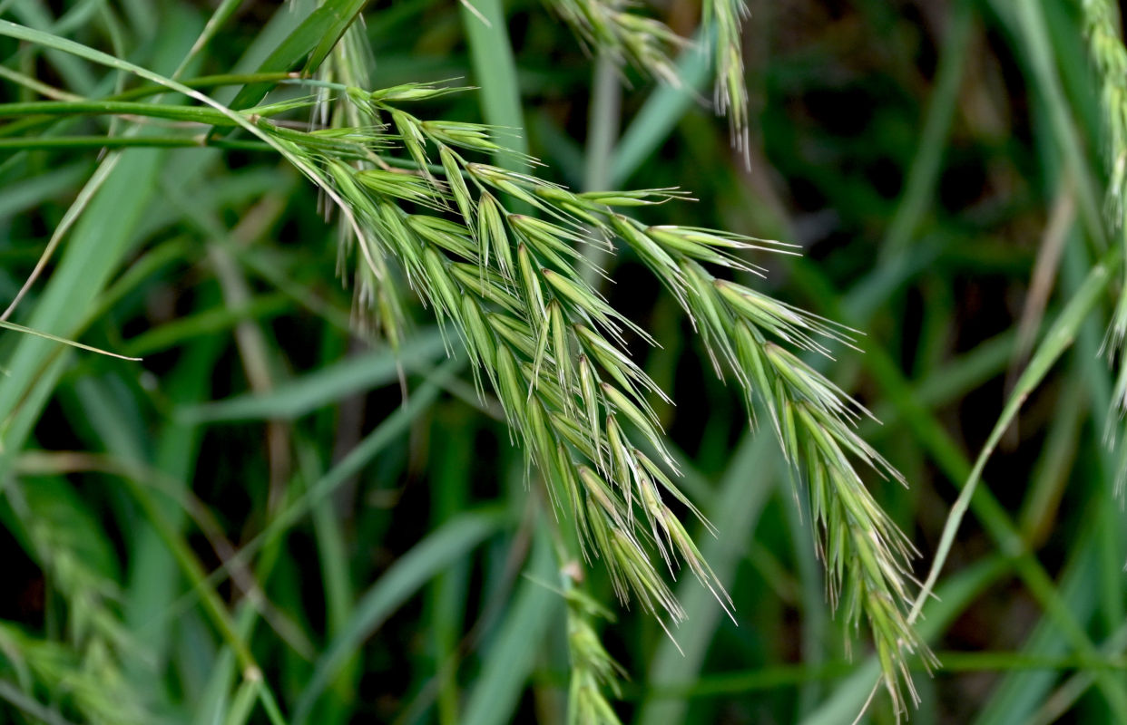 Изображение особи род Elymus.
