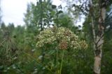 Angelica sylvestris. Соплодие. Смоленская обл., Вяземский р-н, окр. дер. Савино, окраина зарослей. 22 августа 2026 г.