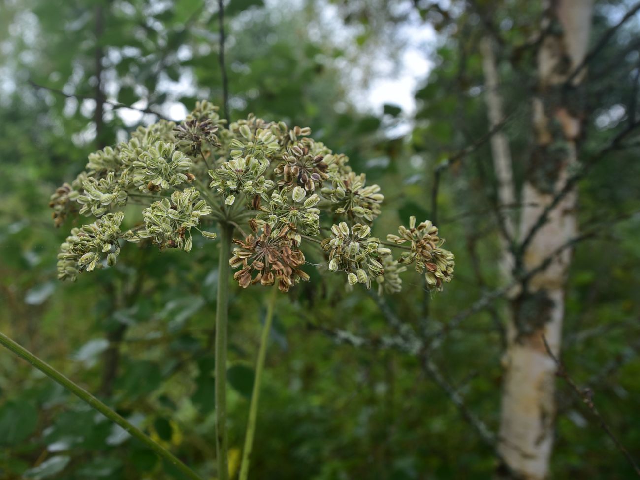 Image of Angelica sylvestris specimen.
