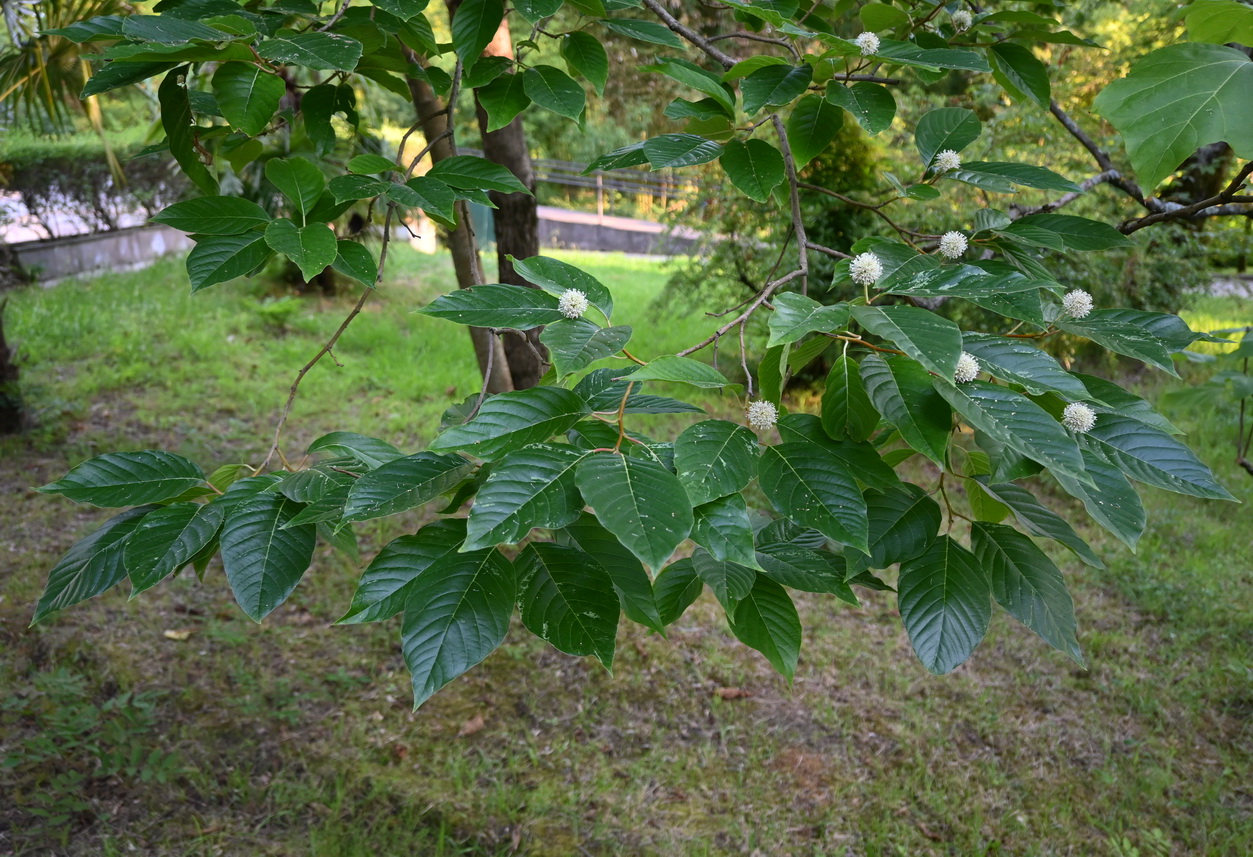 Image of Unknown species specimen.