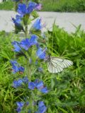 Echium vulgare