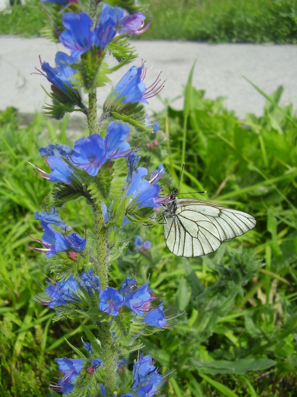 Изображение особи Echium vulgare.