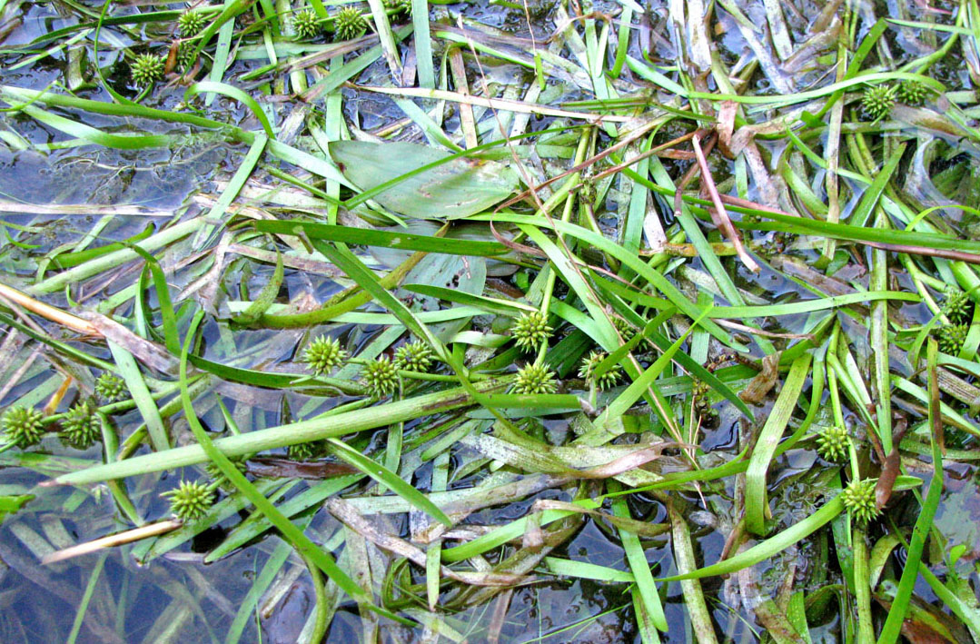 Image of Sparganium natans specimen.