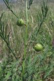 Asparagus litoralis. Часть веточки с незрелыми плодами. Крым, окр. пос. Коктебель. 10 июня 2011 г.