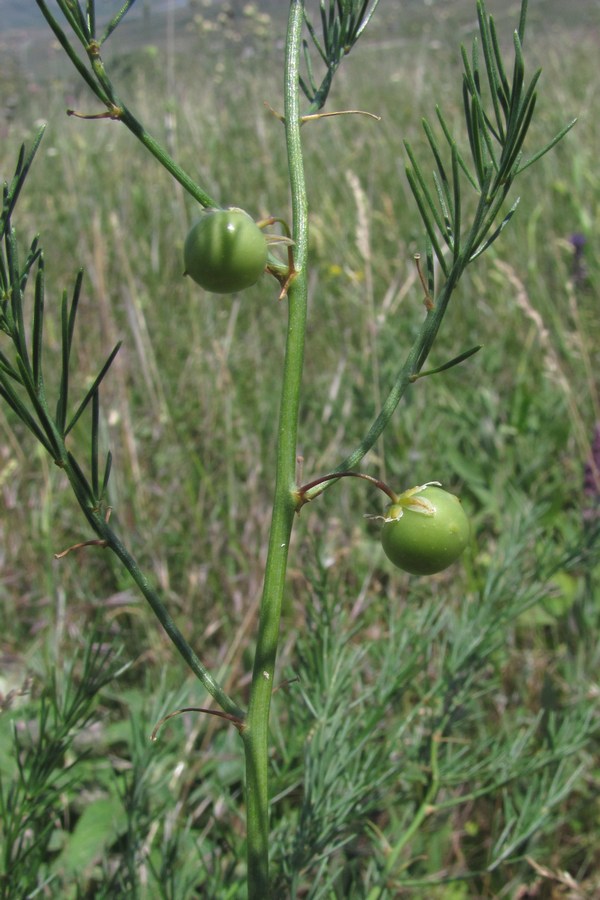 Изображение особи Asparagus litoralis.