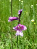 Gladiolus kotschyanus