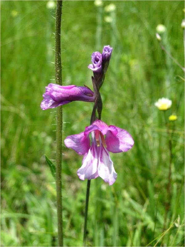Image of Gladiolus kotschyanus specimen.