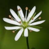 Stellaria longifolia