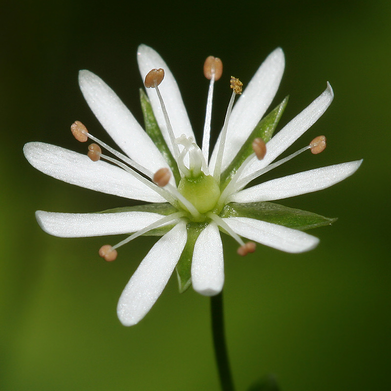 Изображение особи Stellaria longifolia.