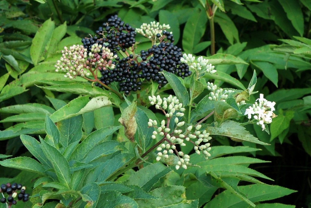 Изображение особи Sambucus ebulus.