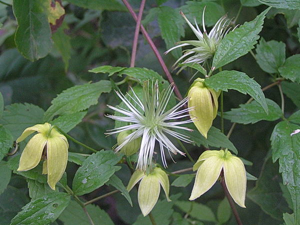 Image of Clematis serratifolia specimen.