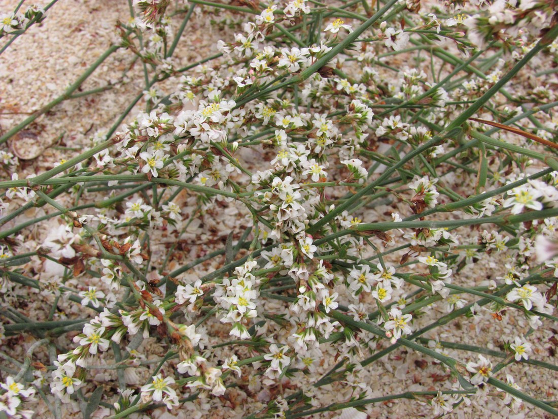 Image of Polygonum arenarium specimen.