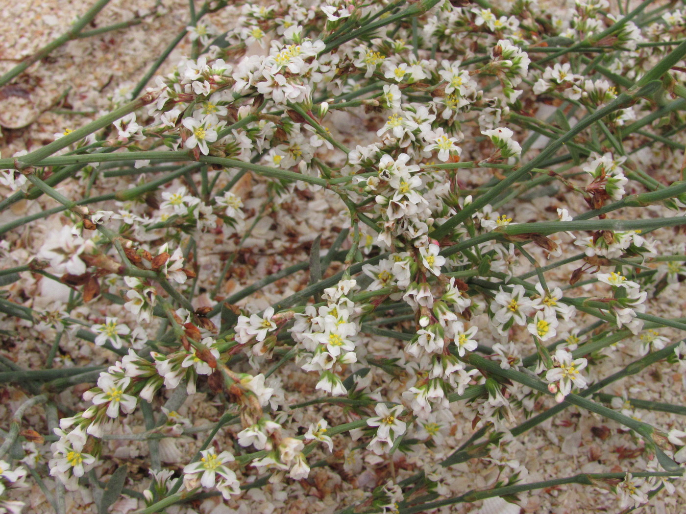 Изображение особи Polygonum arenarium.