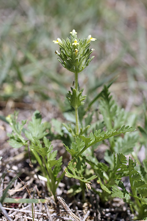 Изображение особи Parentucellia flaviflora.