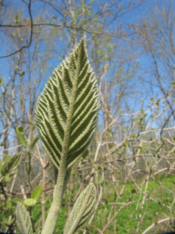 Image of Viburnum lantana specimen.