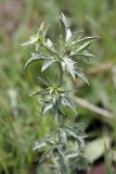 род Eryngium