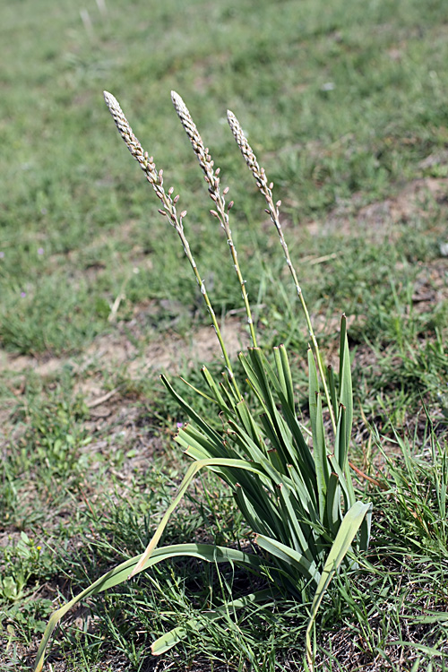 Image of Eremurus comosus specimen.