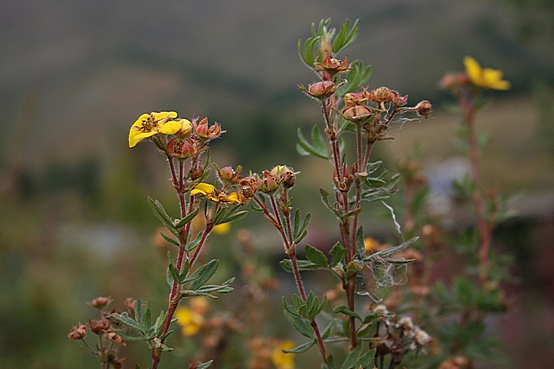 Image of Dasiphora fruticosa specimen.