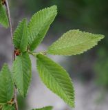 Ulmus minor. Побег. Крым, Бахчисарайский р-н, окр. с. Трудолюбовка, г. Бакла, опушка дубняка на склоне. 07.05.2010.