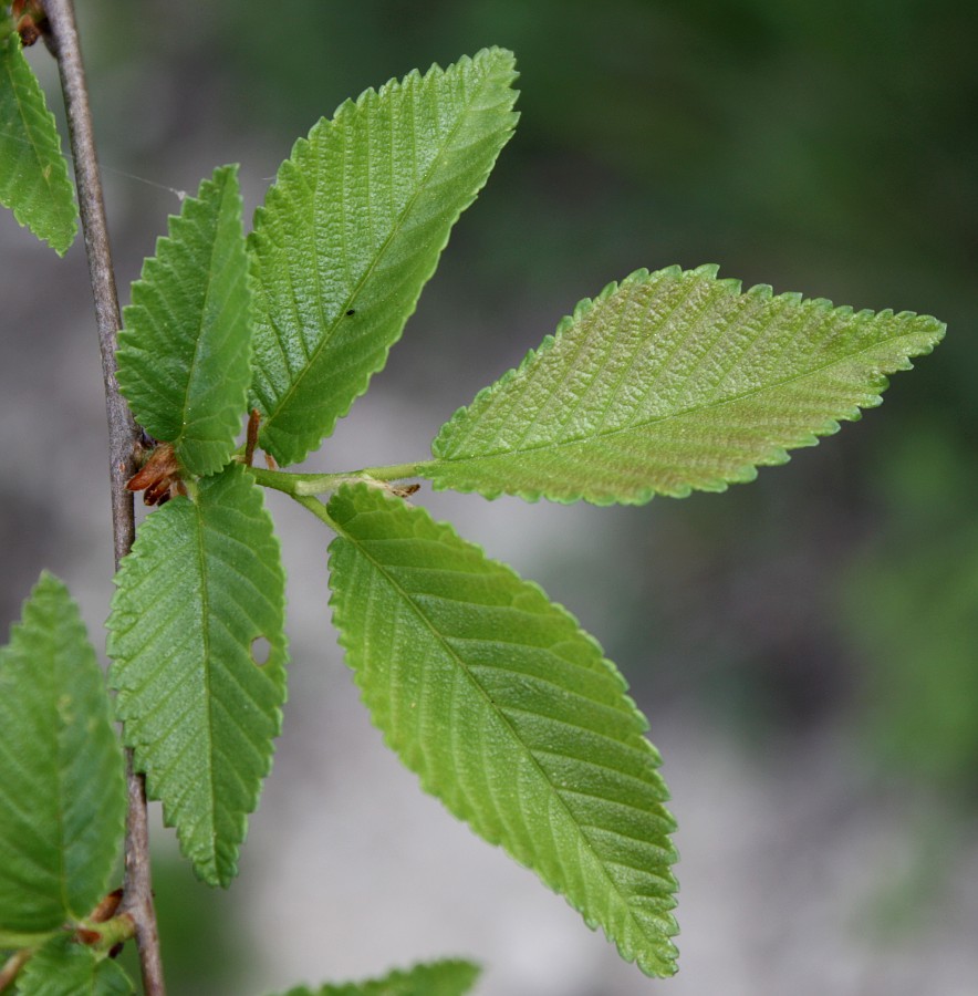 Изображение особи Ulmus minor.