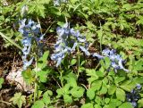 Corydalis ambigua