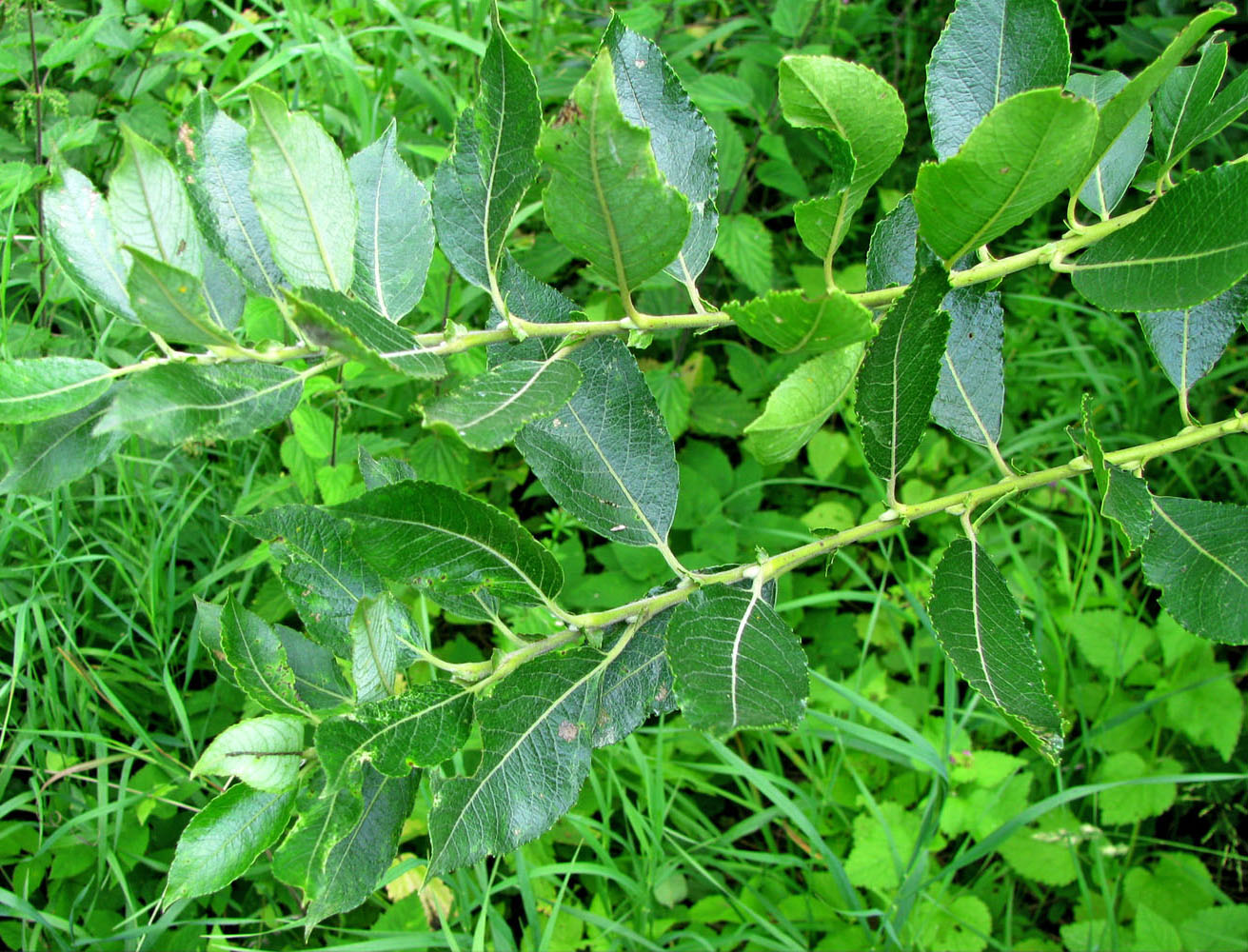 Image of Salix latifolia specimen.