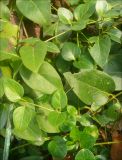 Vinca pubescens