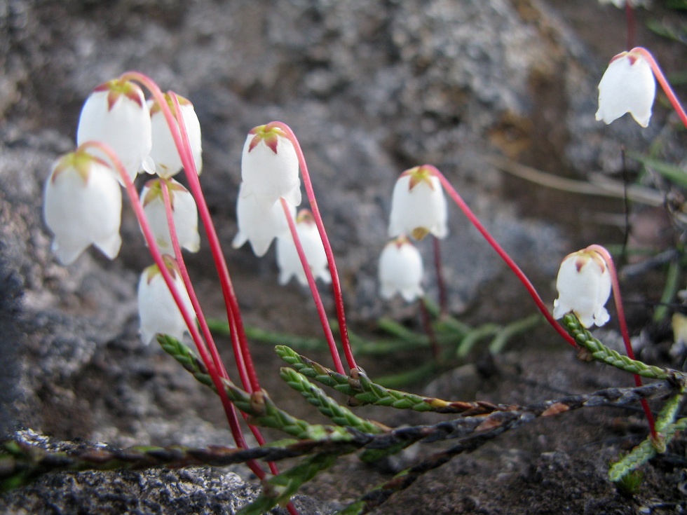 Изображение особи Cassiope lycopodioides.